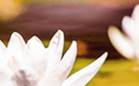 描述夏至的诗句