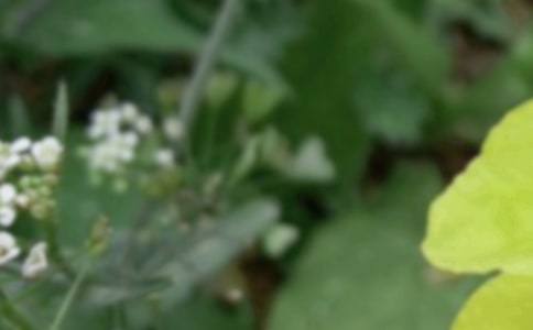 д����������ɢ��