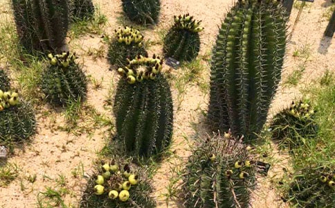 �������������꼶����5ƪ