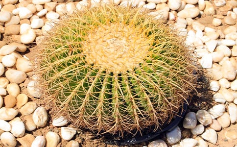 �Ҽҵ�������