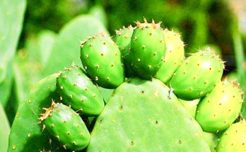 西师大版六上第15课《仙人掌》第二课时教案