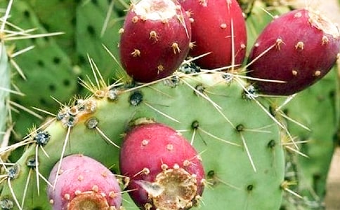 ��ѡ���������꼶���Ļ�����ƪ