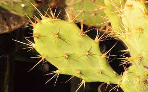 ���������ıر�15ƪ