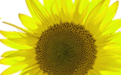 ���տ�������