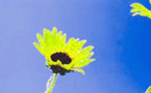 向日葵托物言志作文有哪些?