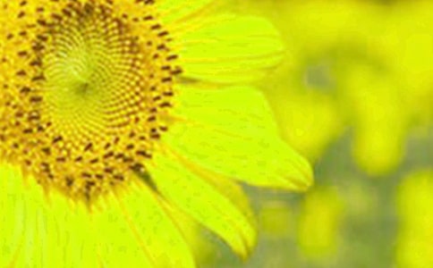 ʵ�õ����տ����꼶���ĺϼ�9ƪ