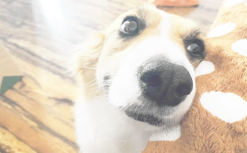 小狗四年级的作文集锦6篇