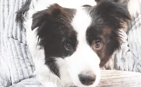 �ɰ���С���ܼ�