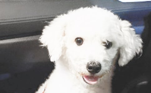 С�����꼶������300�ֻ�����ƪ