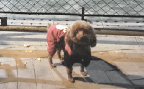 С�����꼶������300�ֻ��9ƪ