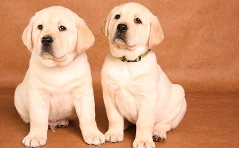 四年级描写小狗的作文15篇【通用】