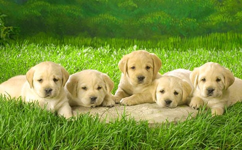 梦见小狗说话的吉凶