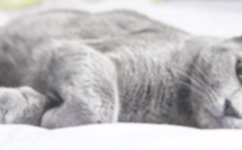 �ҵ�Сè�ռ�