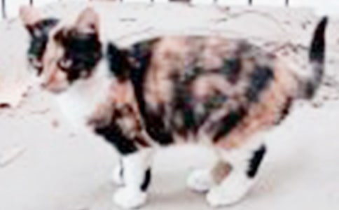 �۲�Сè�ռ�