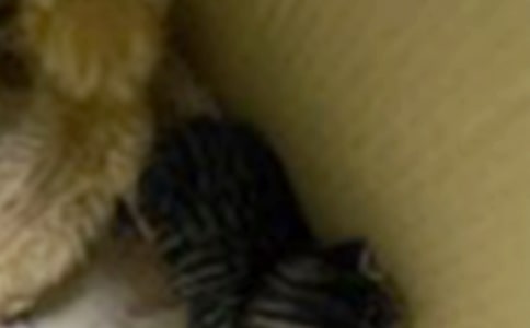 三只小猫与大灰狼作文(精选13篇)