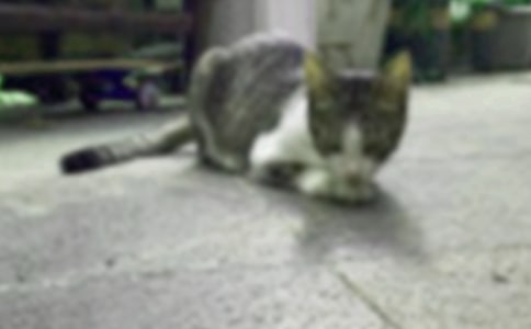 Сè���꼶����300�ֻ����ƪ