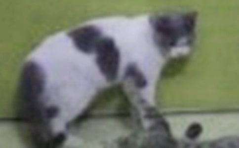 ���꼶Сè�ռǣ�ͨ��20ƪ��