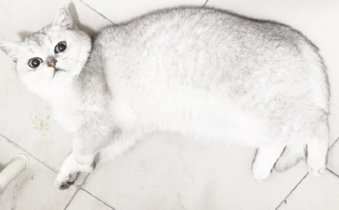 ʵ�õĿɰ���Сè���꼶���ĺϼ�8ƪ