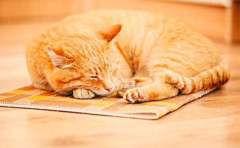 简笔画小猫画法步骤