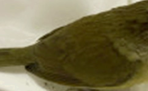 保护小鸟宣传标语5篇