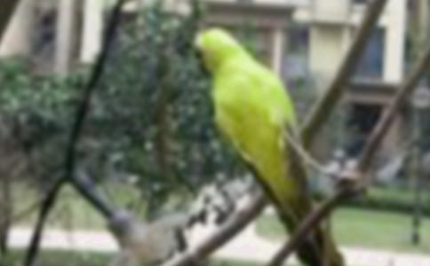 �ŷ�С������15ƪ