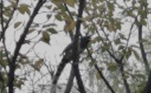 我和小鸟的对话作文15篇