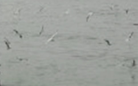 �Һ�С��ĶԻ�����(15ƪ)