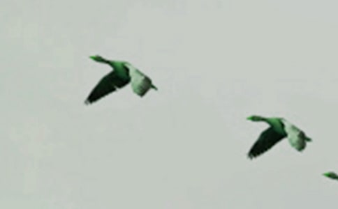 �¿α���ϣ���С���ǣţ�����̰�