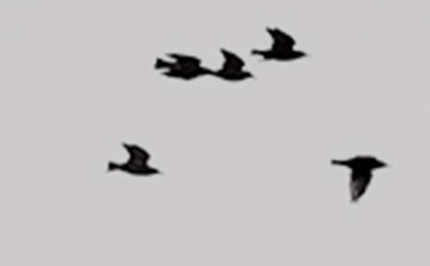 精选小鸟的童话作文锦集10篇