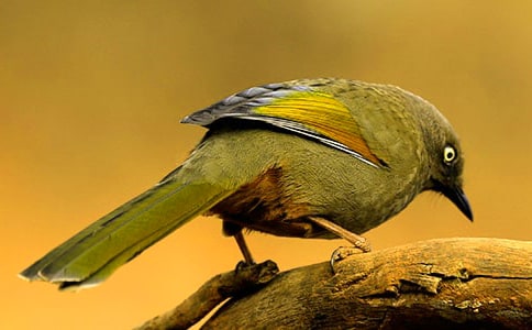 һֻС�������