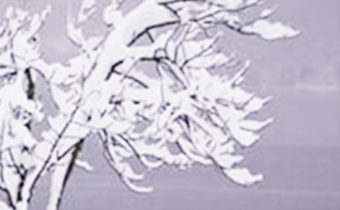 关于幼儿园二十四节气小雪活动方案(精选12篇)