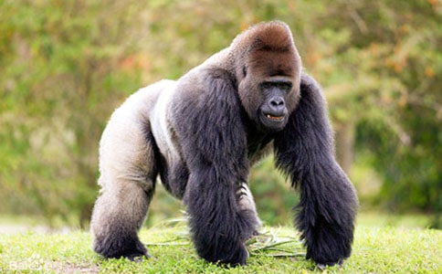 ħ�����ɣ��Բ�������