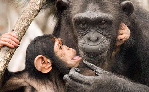 对不起,烈焰猩猩