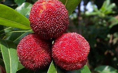 ��ժ��÷����