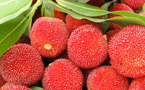 (����)ժ��÷����