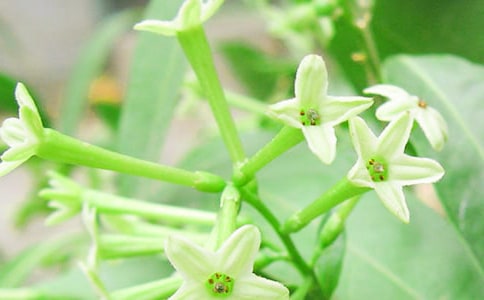 ҹ�����ɢ��