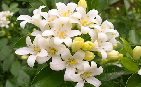 һ��ҹ����Сѧ����