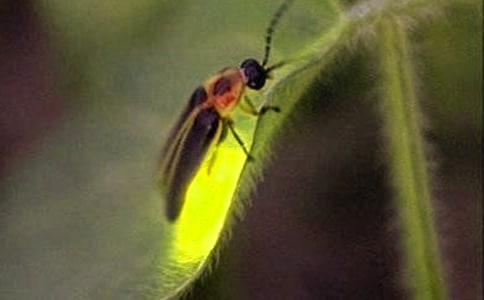 �����ө�������