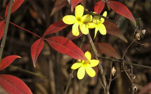 迎春花的作文三年级