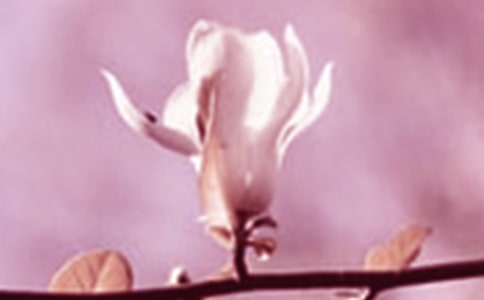 ʵ�õ����������꼶����300����ƪ