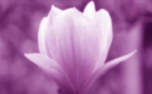 玉兰花开高二叙事作文