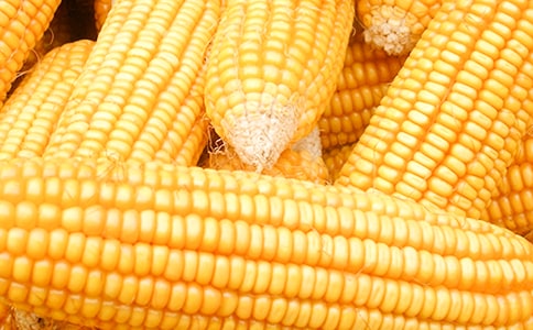 ժ����������