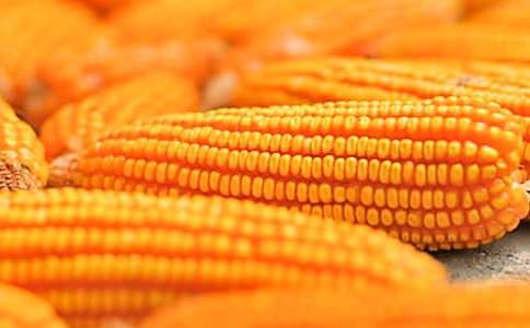 【精】掰玉米作文