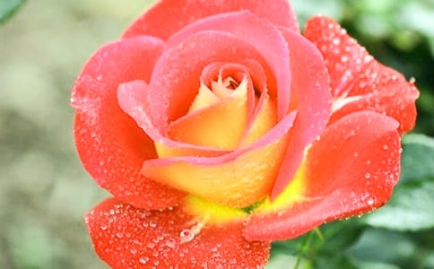 描写月季花的优美句子