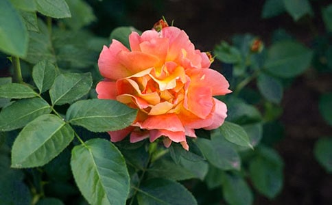 �¼������������꼶