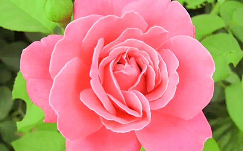 �¼�������ɢ��