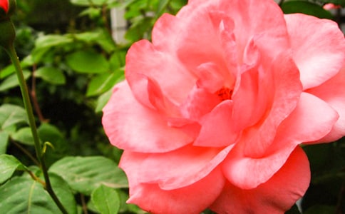 �����¼������꼶���ģ�ͨ��42ƪ��