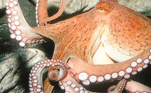 小章鱼的八只脚