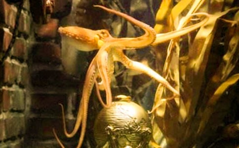 С����İ�ֻ��