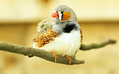 Сѧ���꼶���ġ������񡷿���ʵ¼